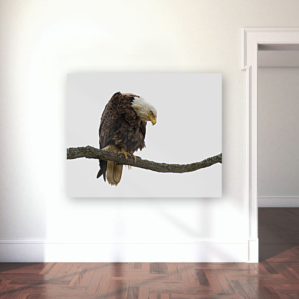 Bald Eagle Reproduction