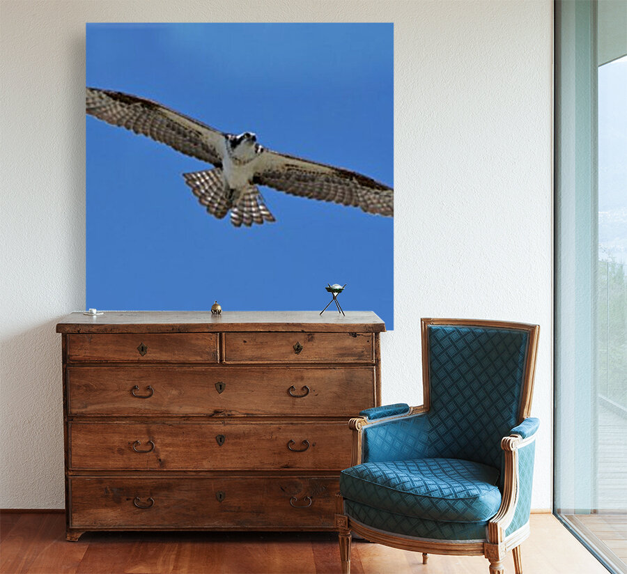 Osprey Flight Reproduction
