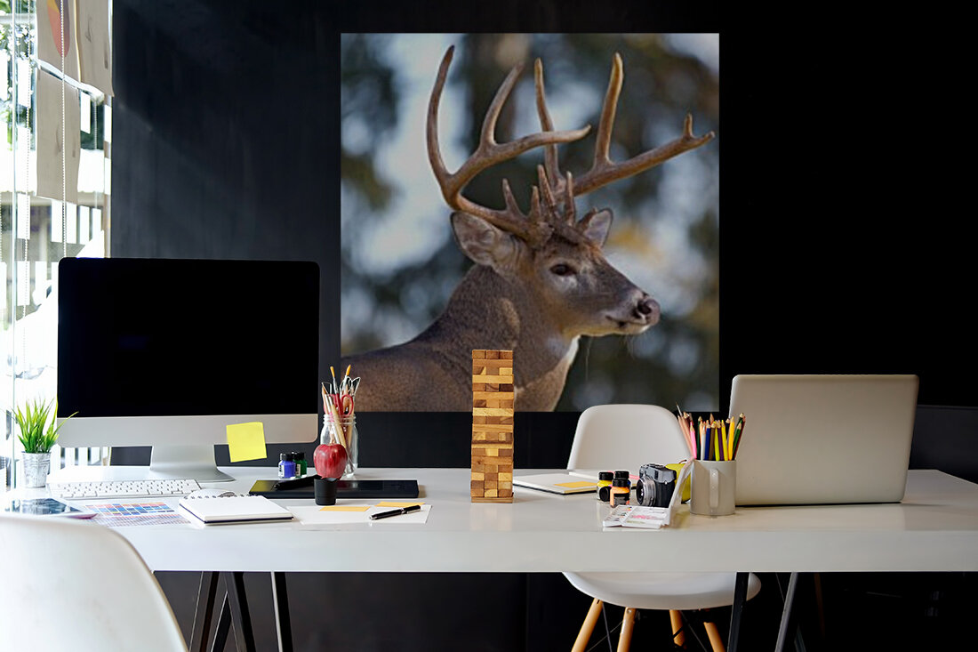 Buck Portrait Reproduction