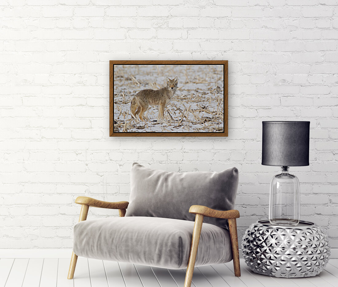 Coyote Reproduction