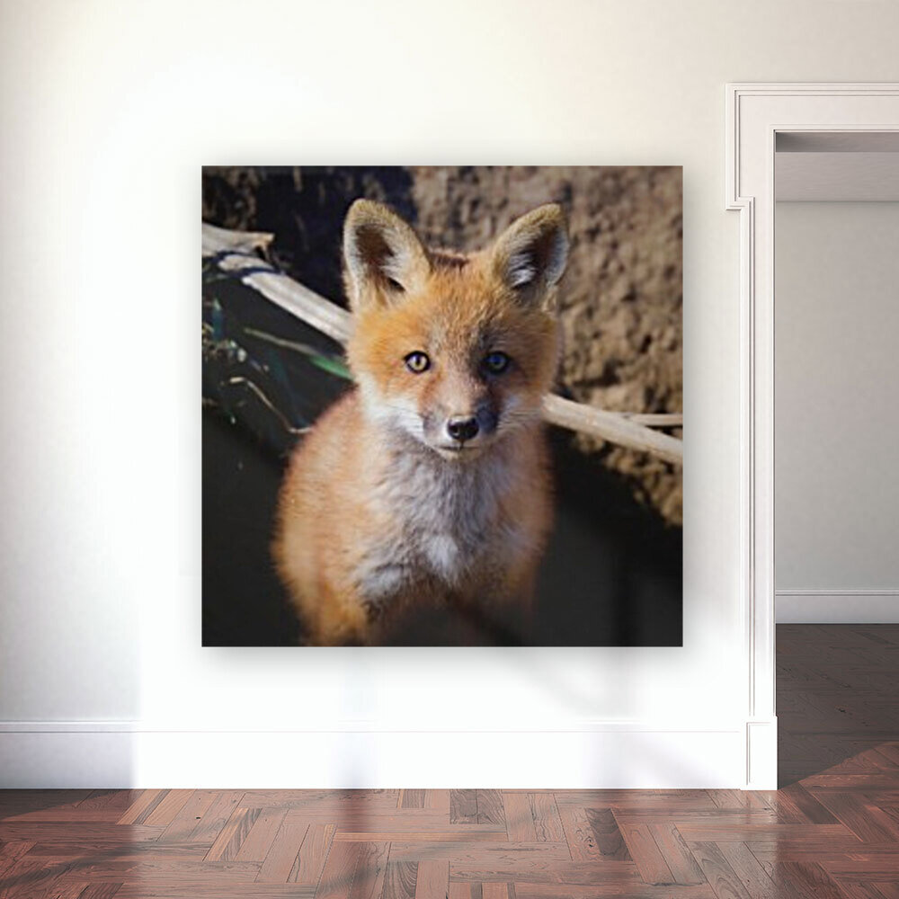 Red Fox portrait Reproduction