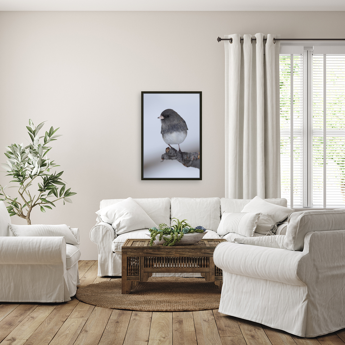 Dark eyed Junco Reproduction