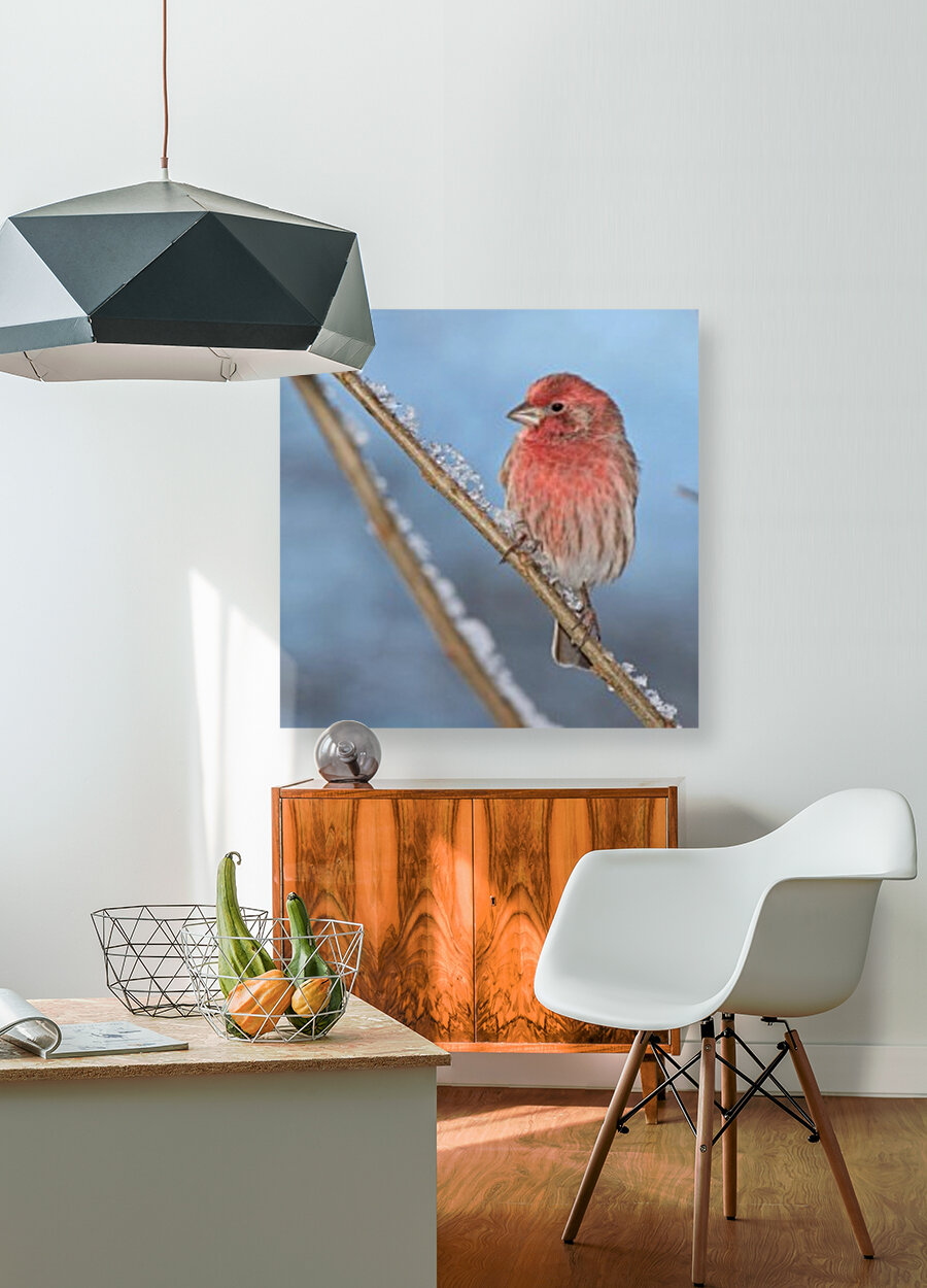 Finch Reproduction