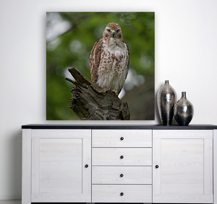 Red Tail Hawk Reproduction