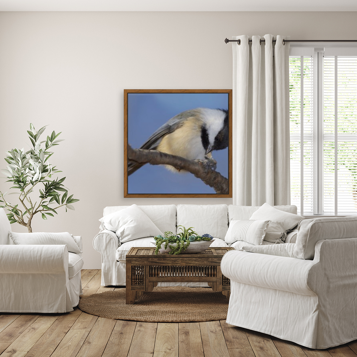 Black capped Chickadee Reproduction