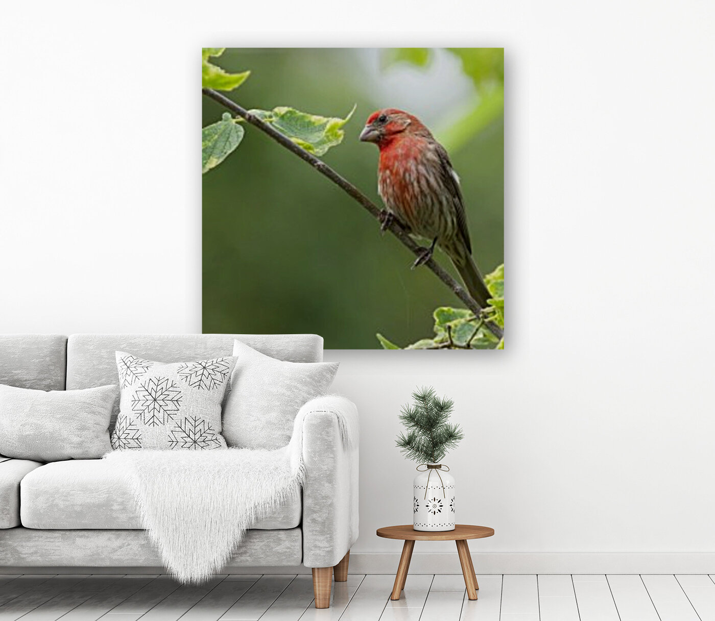 House Finch Reproduction