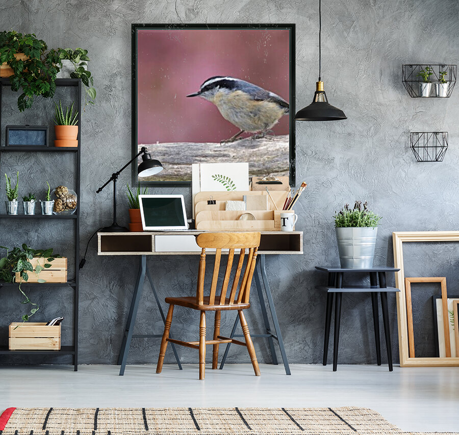 Nuthatch Reproduction