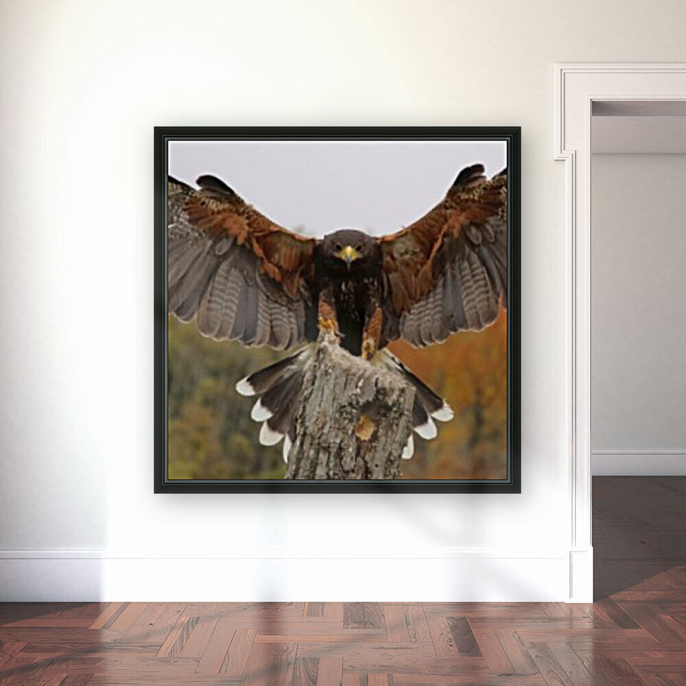 HarrisHawk Reproduction