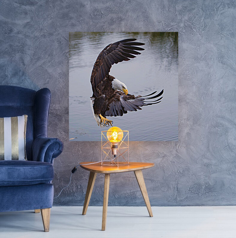 BaldEagleFlyby Reproduction