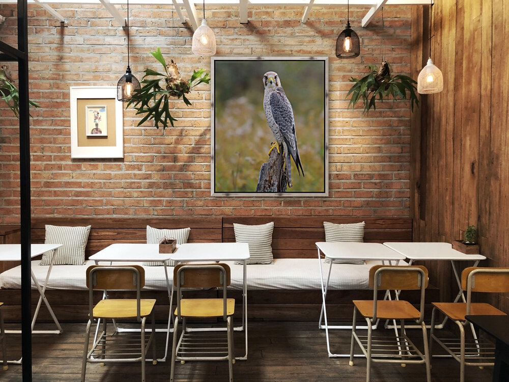 LannerFalcon Reproduction