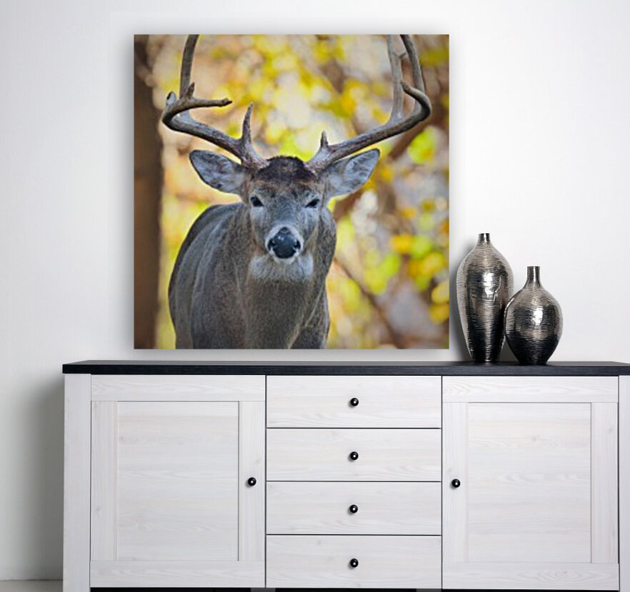 WhiteTailBuck Reproduction