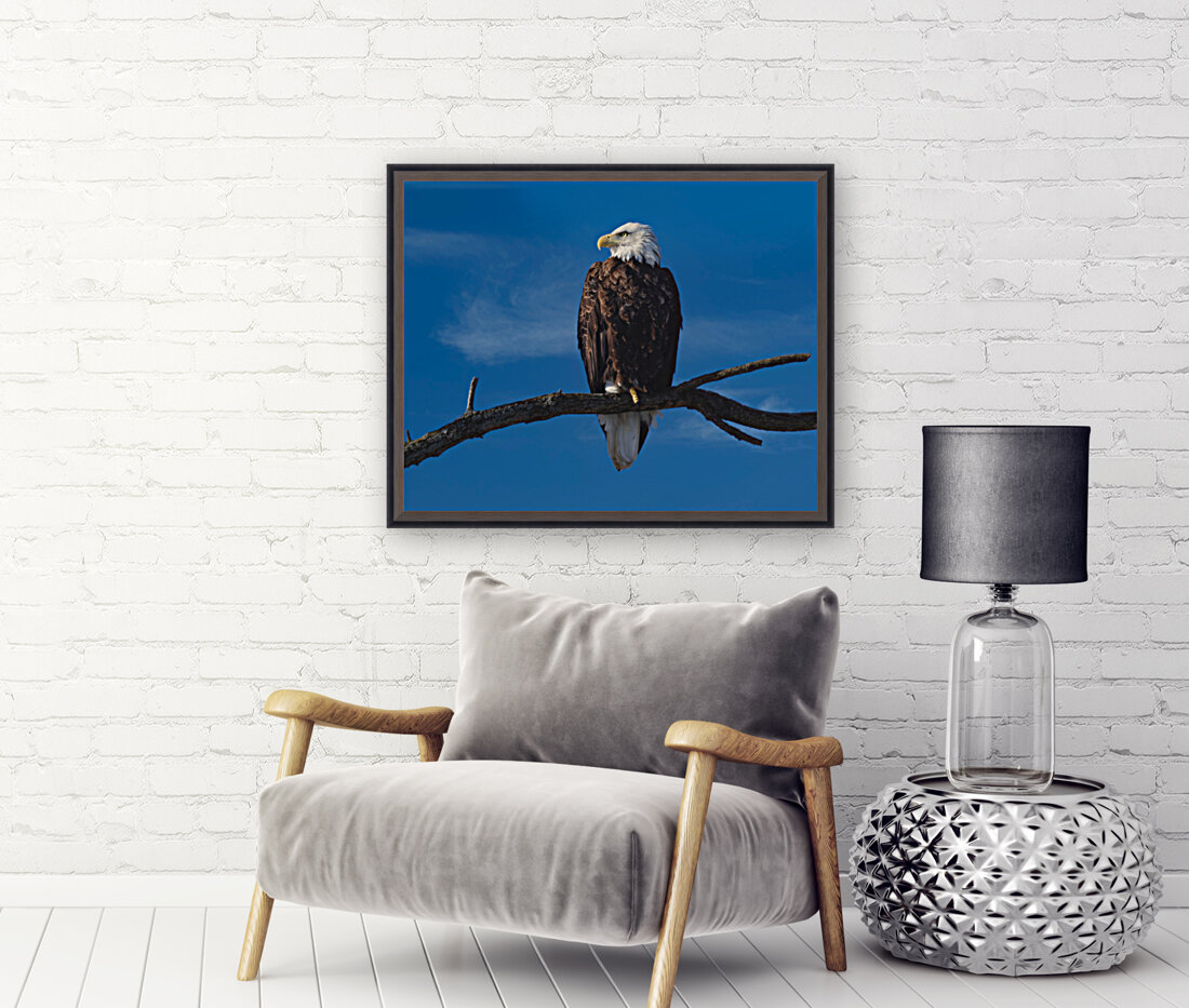 Solitary Eagle Reproduction