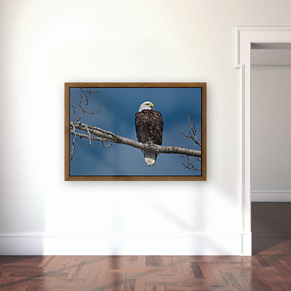 Eagle sky Reproduction