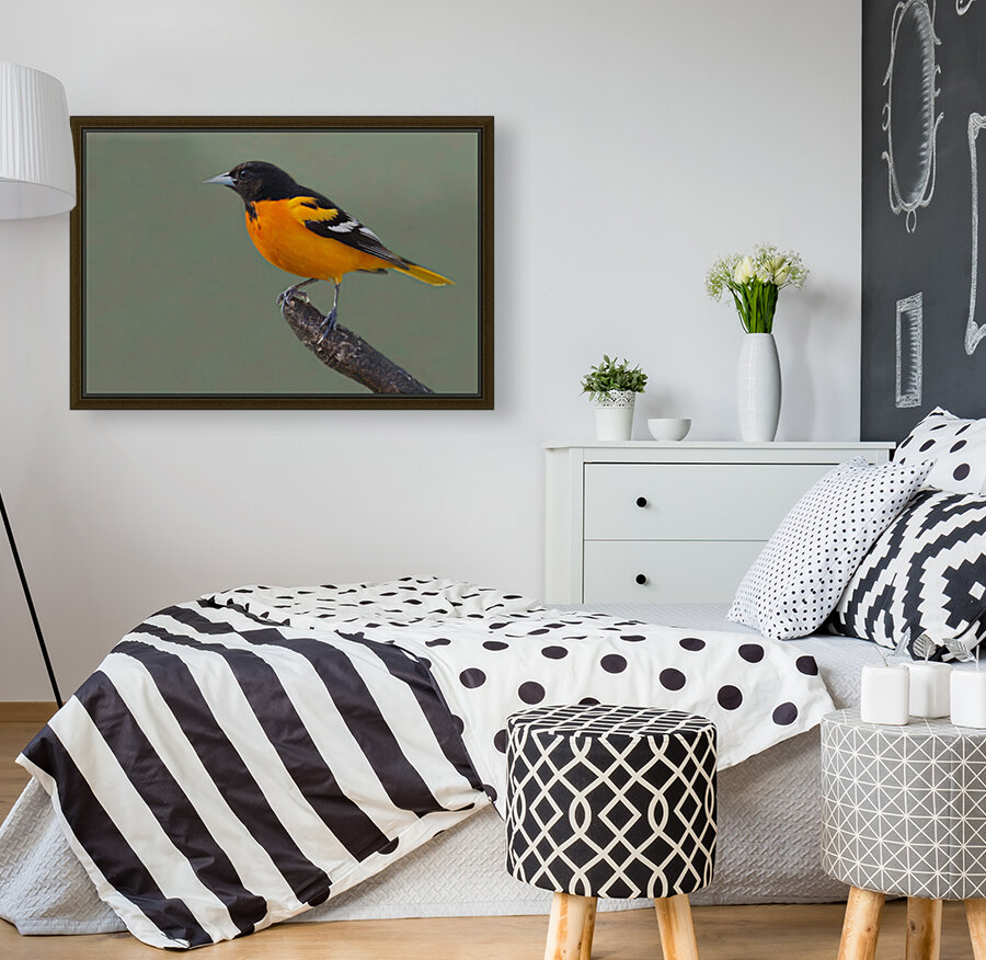 Baltimore Oriole Reproduction