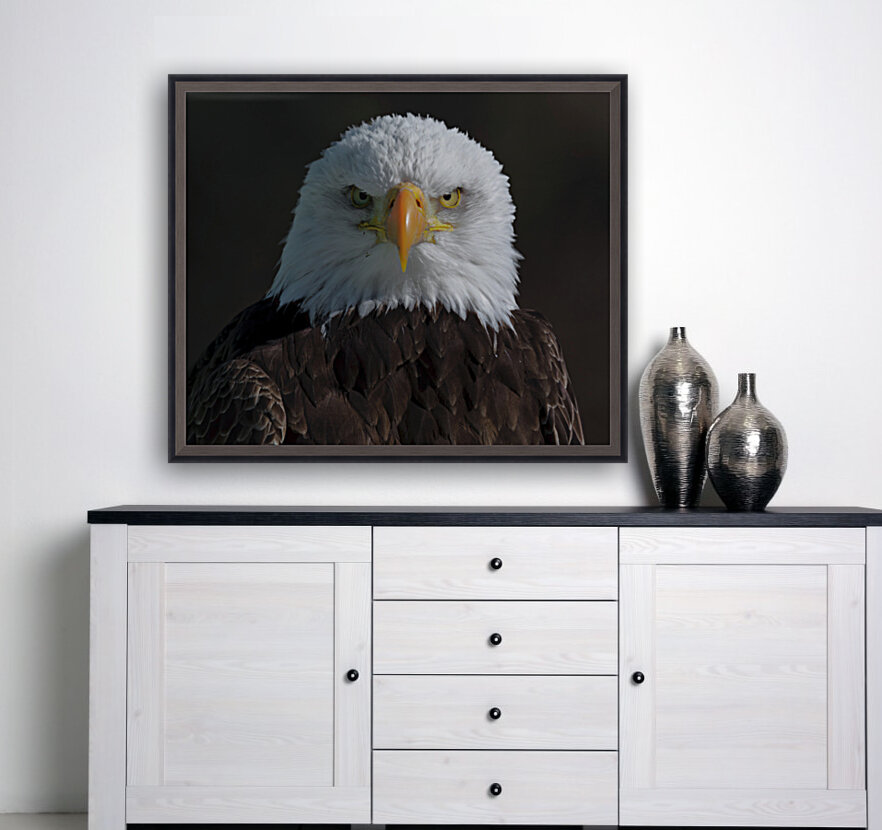 Eagle Stare Reproduction