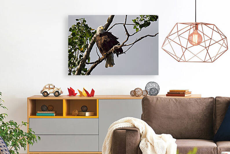 Eagle  Reproduction