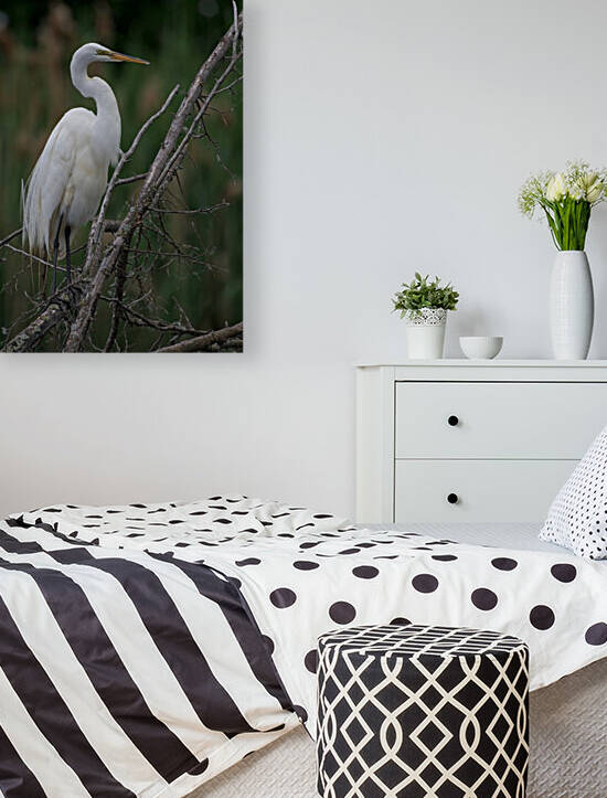 Egret Preening Reproduction