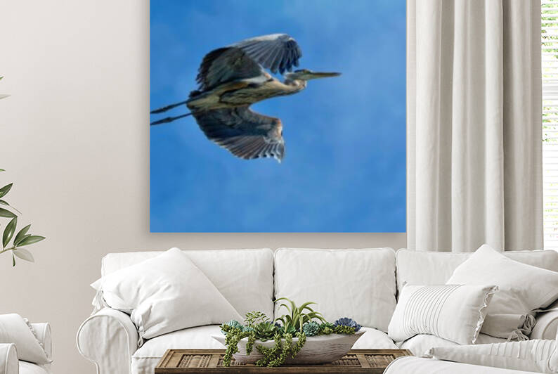 Heron in flight Reproduction