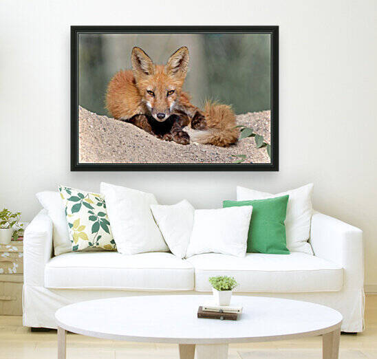 Red Fox Reproduction