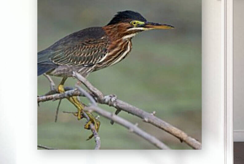 Green Heron  Reproduction