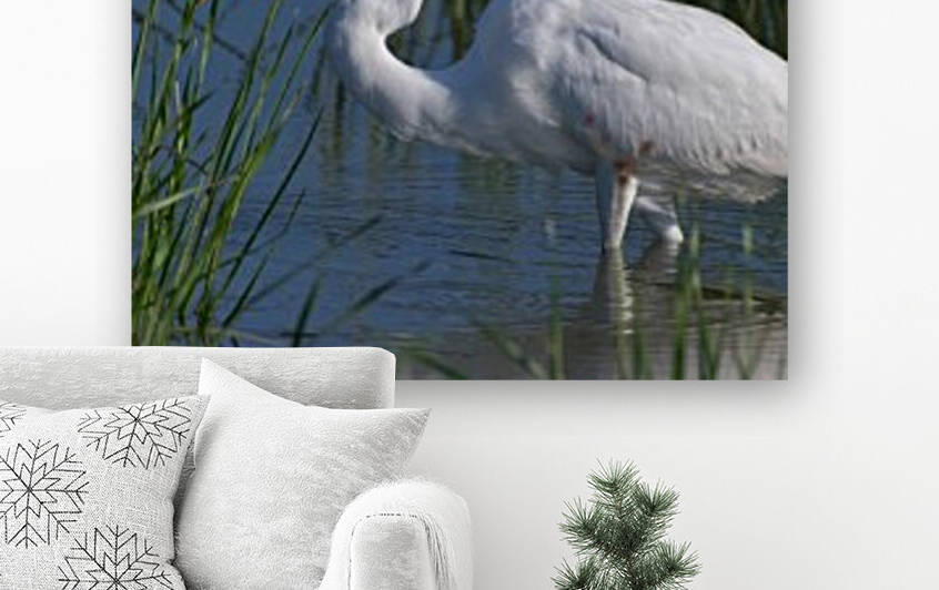 Great Egret  Reproduction