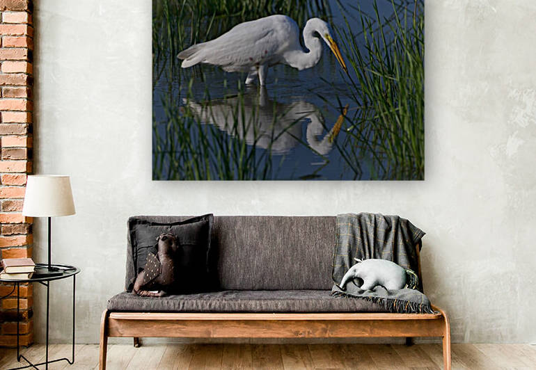 Egret Reflecting  Reproduction