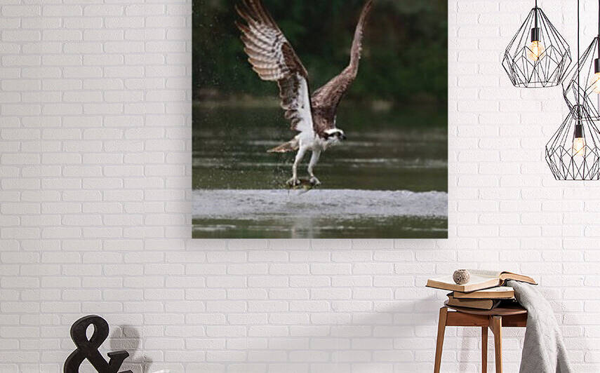 Osprey with fish Reproduction