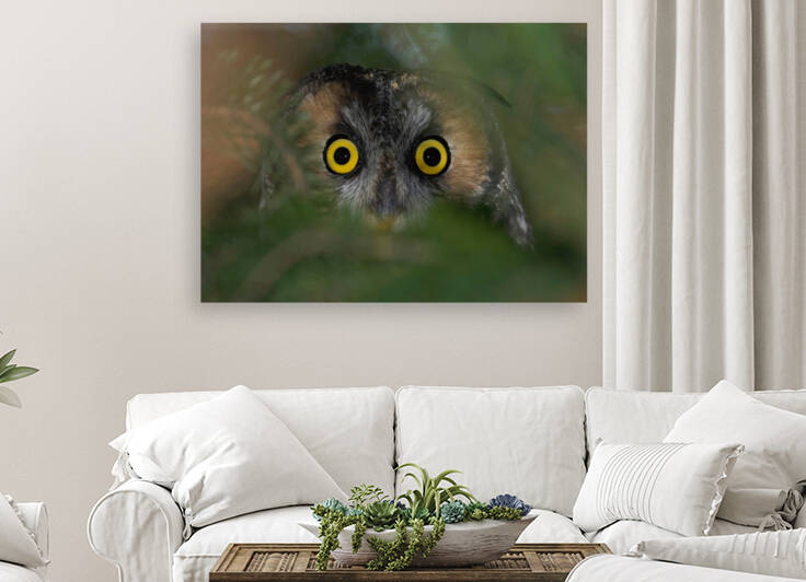 Owl Eyes  Reproduction