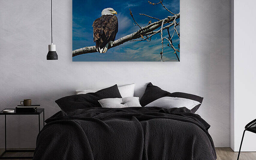 Bald Eagle  Reproduction