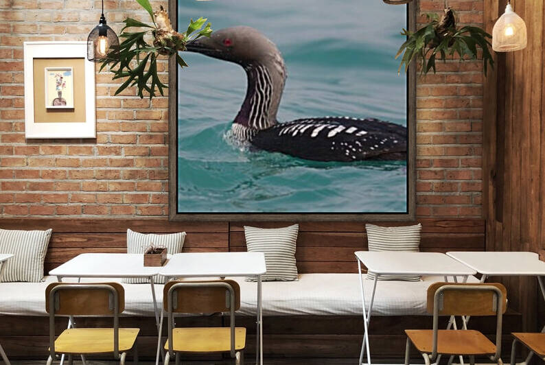 Pacific Loon 2  Reproduction