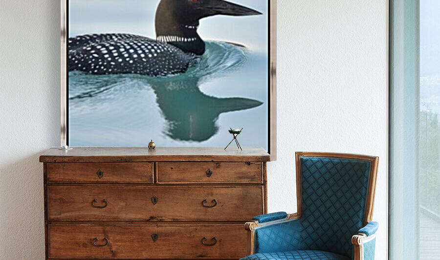 Common Loon 2 Reproduction