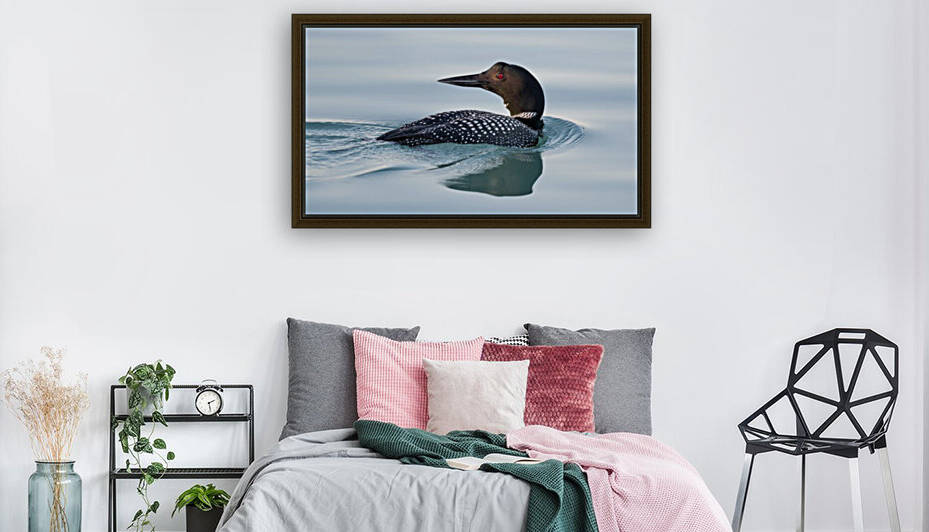 Common Loon 1  Reproduction