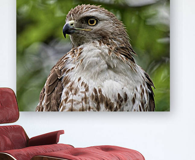 Red Tail  Reproduction