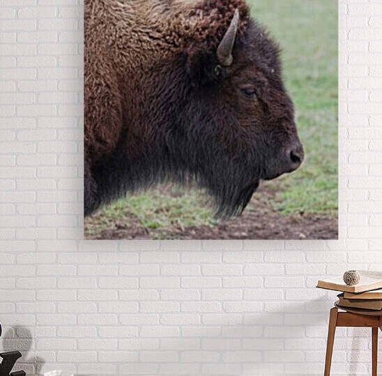 Bison profile Reproduction