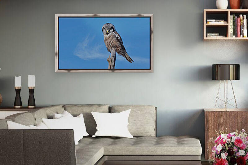 Hawk Owl Reproduction