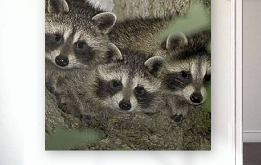 Three Amigos by Chris Seager