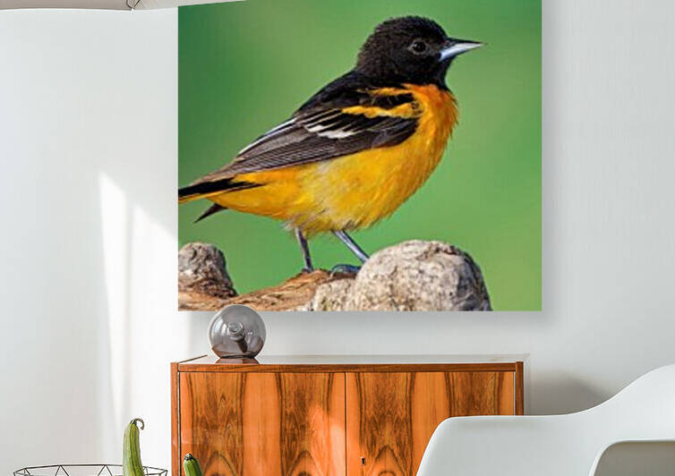 Baltimore Oriole portrait Reproduction