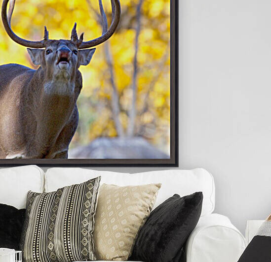 Buck in Fall Reproduction