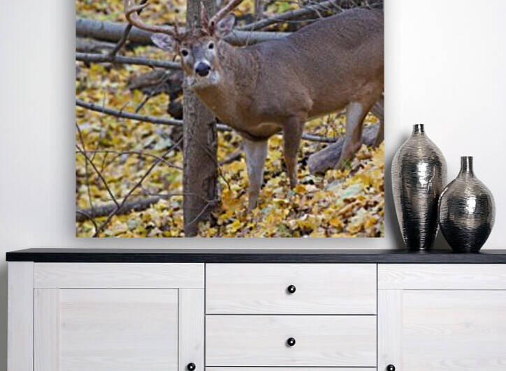 Buck in Rut by Chris Seager