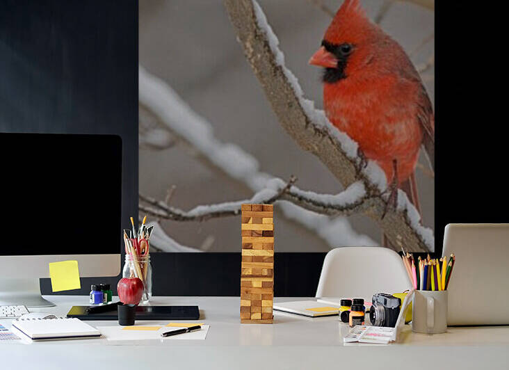 Cardinal in Snow Reproduction