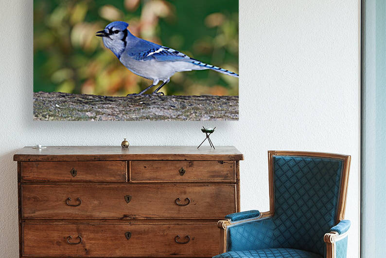 Blue Jay Reproduction