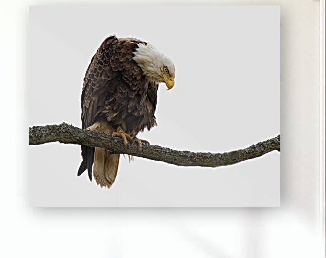 Bald Eagle Reproduction