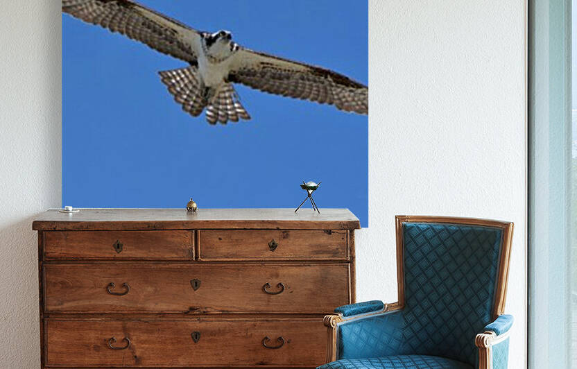 Osprey Flight Reproduction