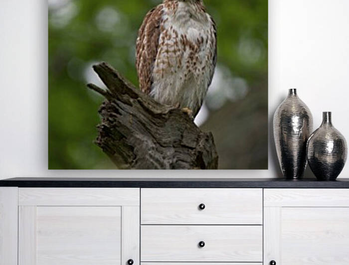 Red Tail Hawk Reproduction