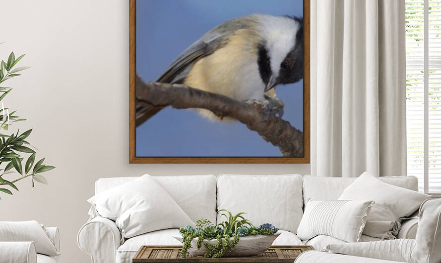 Black capped Chickadee Reproduction