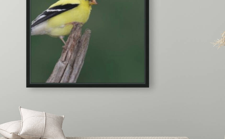 American Goldfinch Reproduction