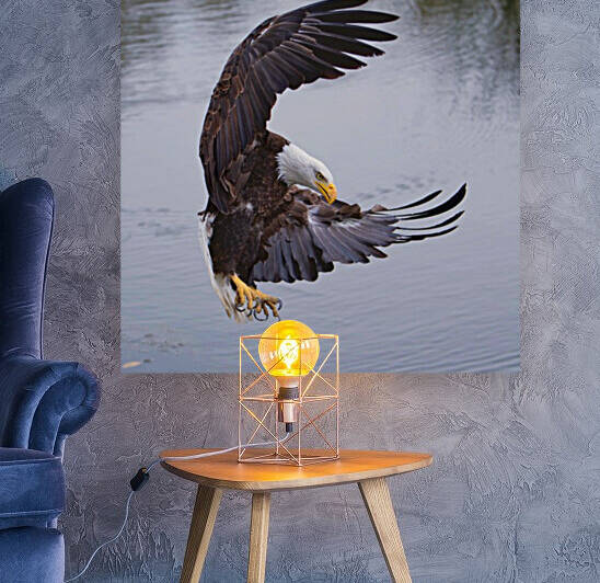 BaldEagleFlyby Reproduction