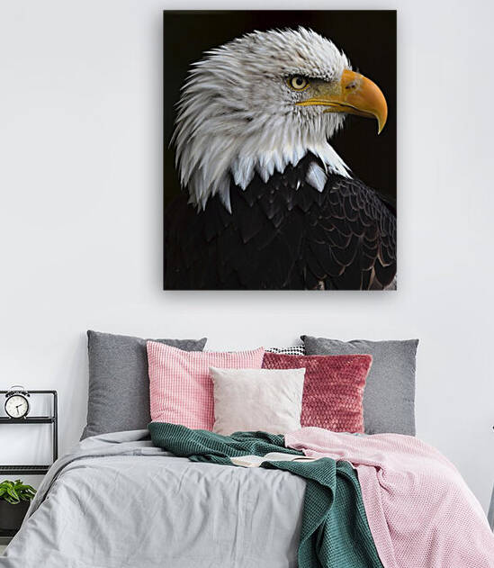 BaldEagleportrait Reproduction
