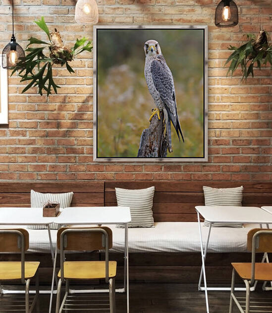 LannerFalcon Reproduction