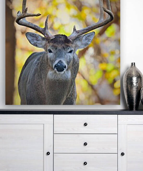 WhiteTailBuck Reproduction